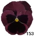 pansy