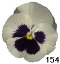 pansy