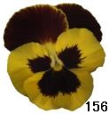 pansy