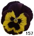 pansy