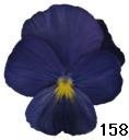 pansy