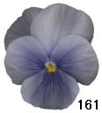 pansy