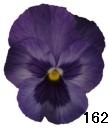 pansy