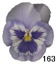 pansy