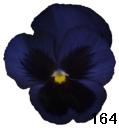 pansy