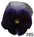 pansy