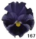 pansy