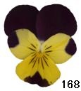 pansy