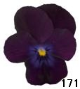 pansy